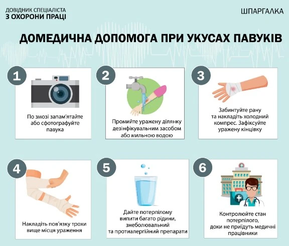 Домедична допомога при укусі павука домедична допомога при укусі павука