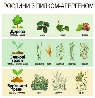 Якщо у вас алергія на цвіт Рослини з пилком-алергеном